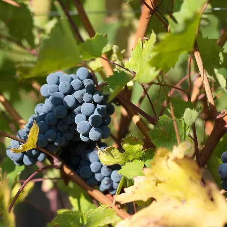 Contucci Residenze D'epoca شقة Montepulciano Stazione